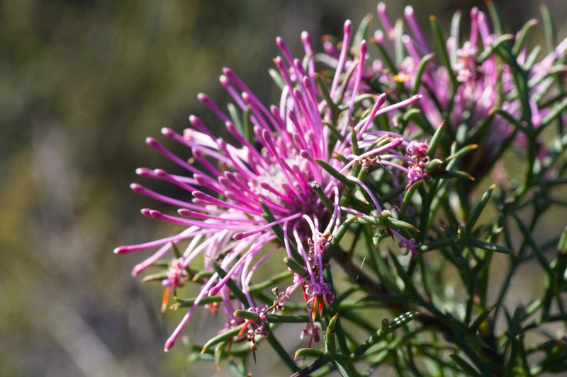 Isopogon formosus, photographed by Hugo Innes