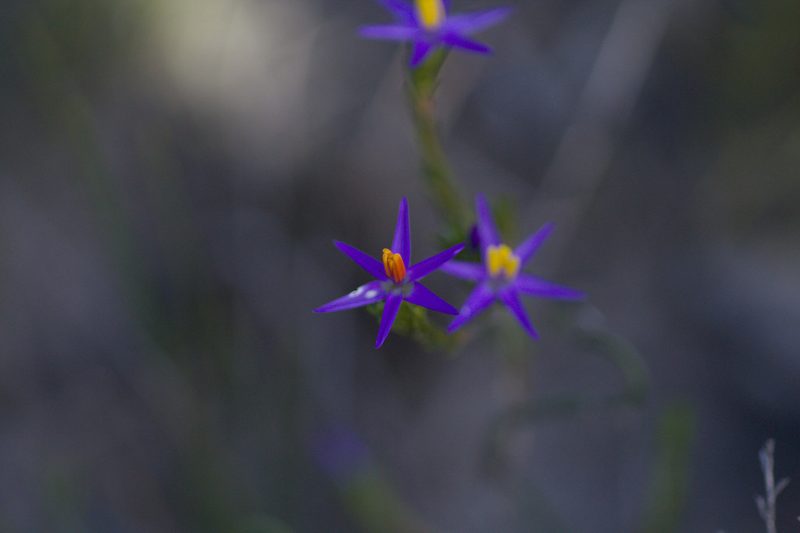 Calectasia gracilis, photographed by Hugo Innes