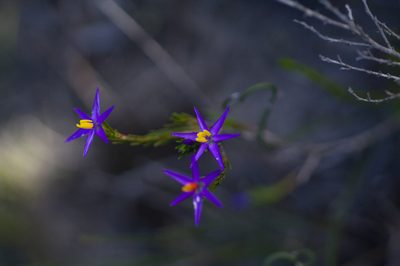 Calectasia gracilis, photographed by Hugo Innes