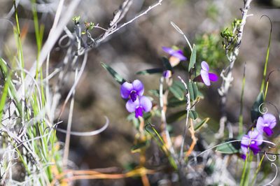 Hovea trisperma, photographed by Hugo Innes