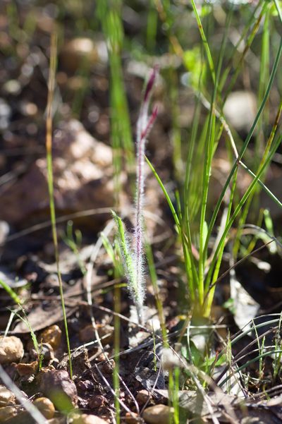 Caladenia filifera, photographed by Hugo Innes