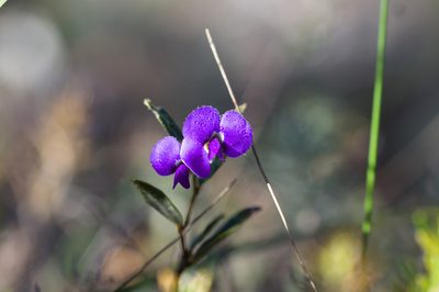 Hovea trisperma, photographed by Hugo Innes