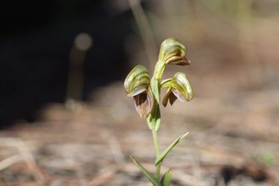 Pterostylis sanguinea, photographed by Hugo Innes
