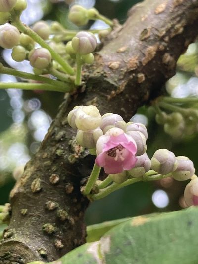 Saurauia roxburghii, photographed by John Kenrick Gibson