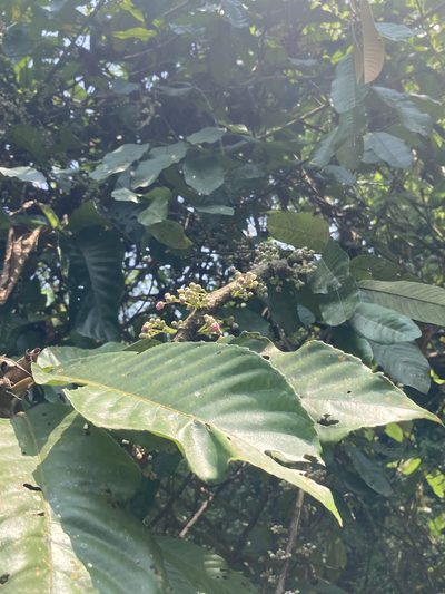 Saurauia roxburghii, photographed by John Kenrick Gibson