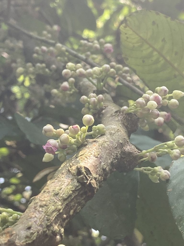 Saurauia roxburghii, photographed by John Kenrick Gibson