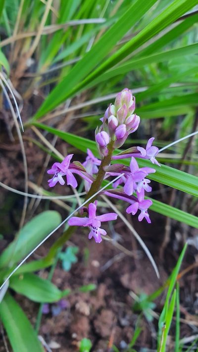 Orchis brancifortii, photographed by hecklemore