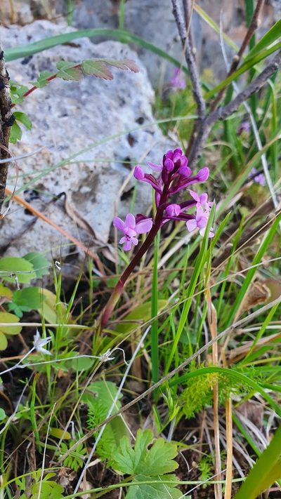 Orchis brancifortii, photographed by hecklemore