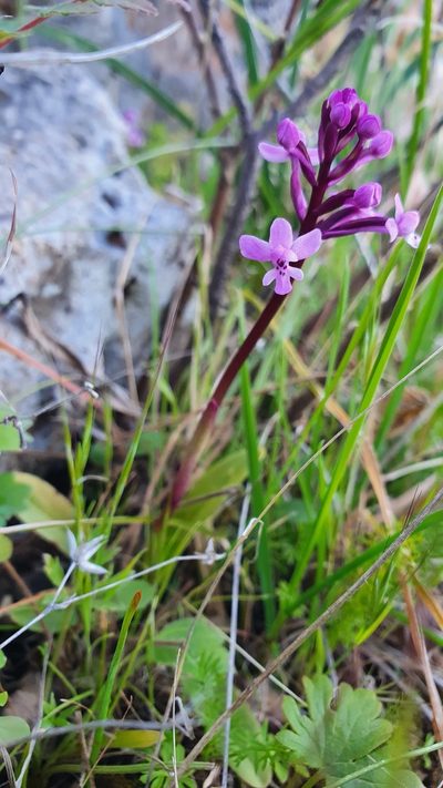 Orchis brancifortii, photographed by hecklemore