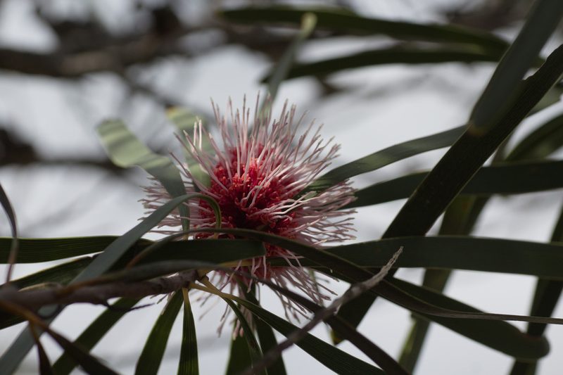 Hakea laurina, photographed by Hugo Innes