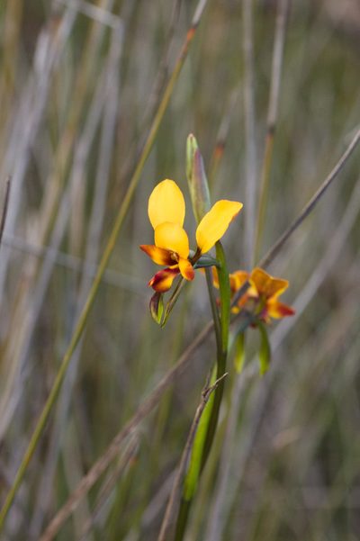 Diuris littoralis, photographed by Hugo Innes