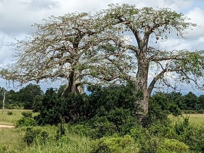 Adansonia digitata, photographed by Pieter Huybrechts