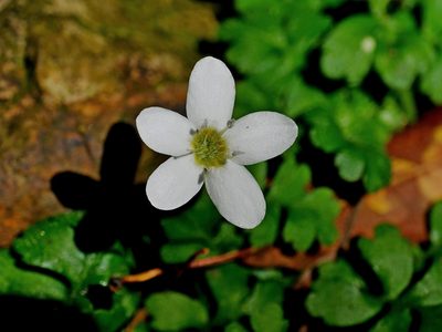 Ellisiophyllum pinnatum, photographed by Jacy Chen