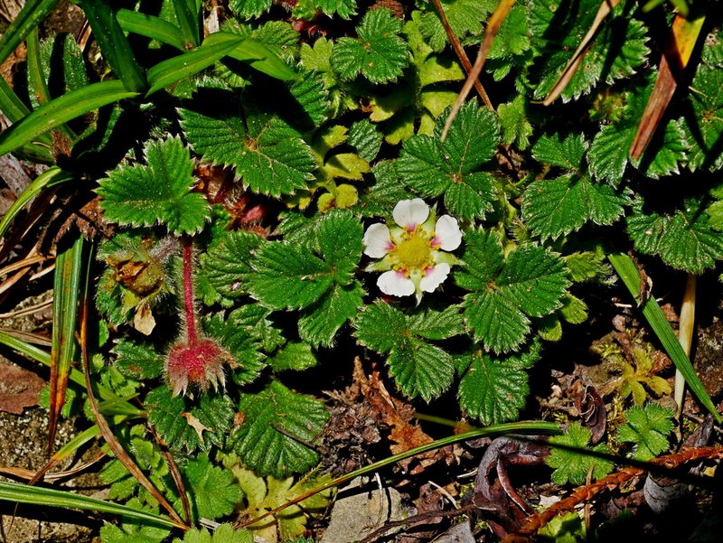 Fragaria hayatae, photographed by Jacy Chen