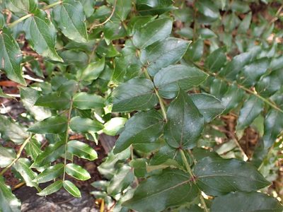 Coriaria sarmentosa, photographed by Mike Bowie