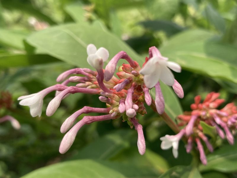Rauvolfia serpentina, photographed by John Kenrick Gibson