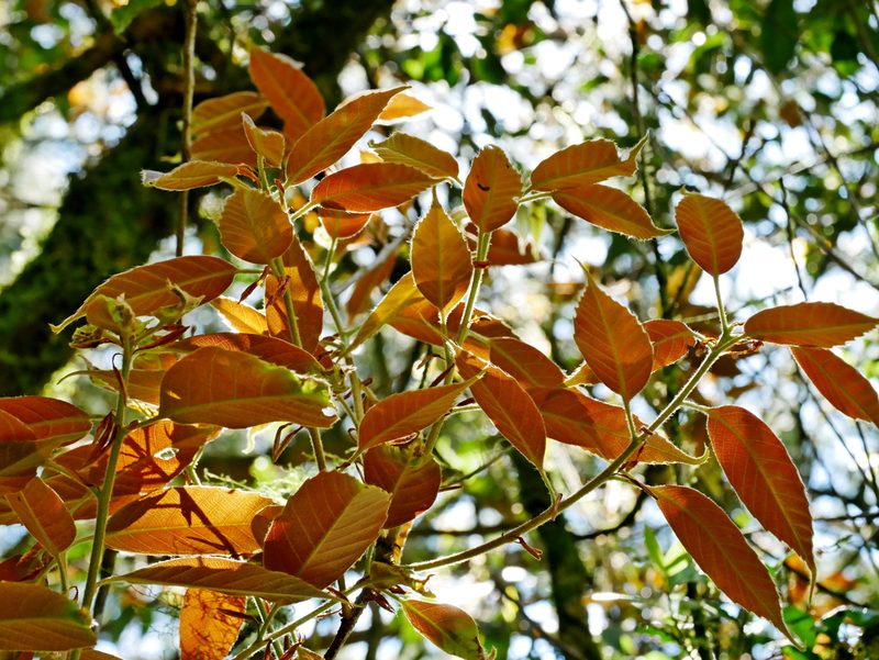 Quercus morii, photographed by Jacy Chen