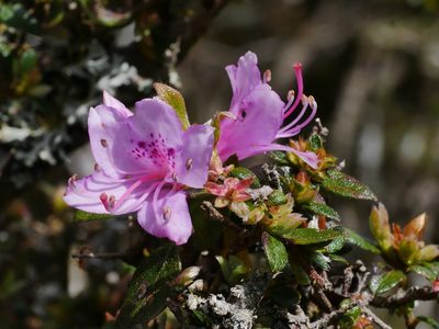 Rhododendron rubropilosum, photographed by Jacy Chen