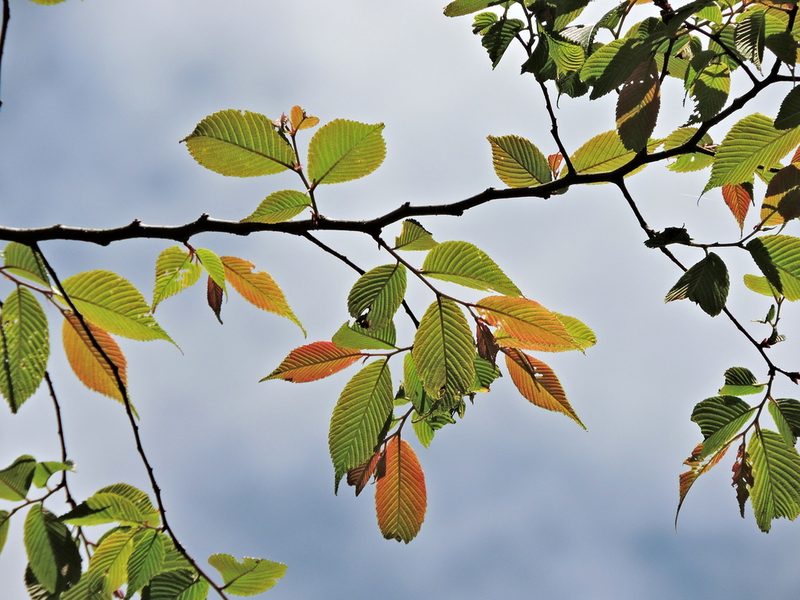 Ulmus uyematsui, photographed by Jacy Chen