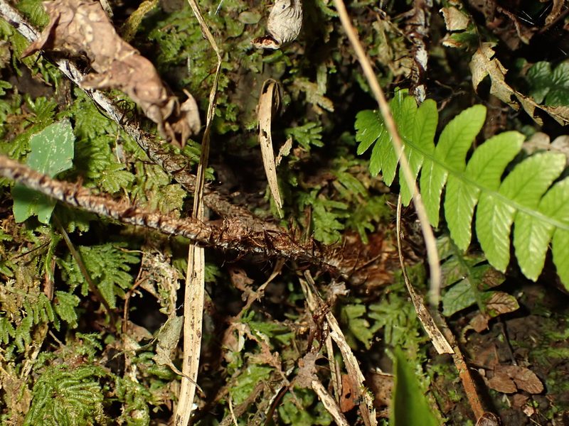 Polystichum wawranum, photographed by Saryu Mae 前 朝琉