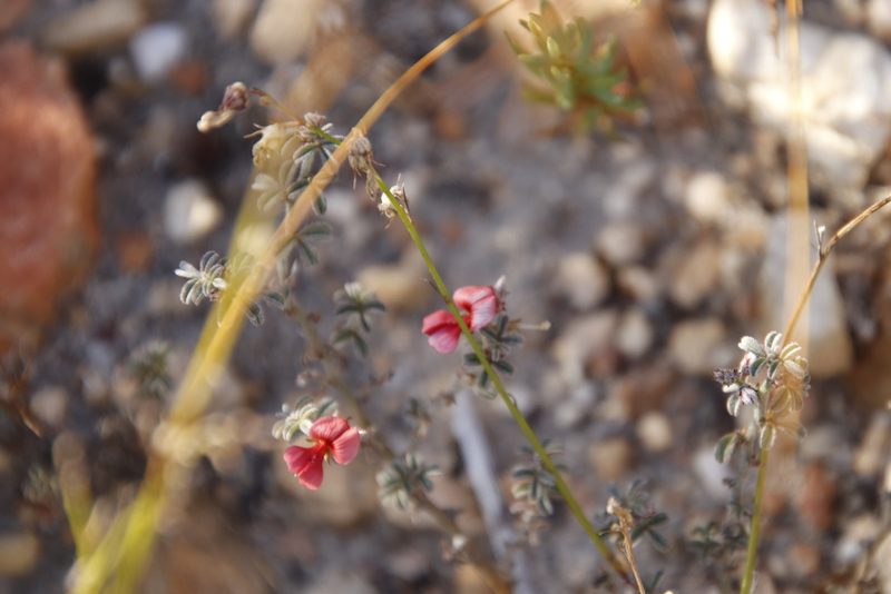 Indigofera priorii, photographed by Tony Rebelo