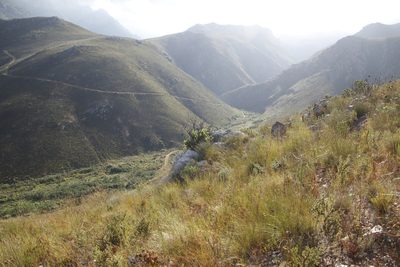 Heeria argentea, photographed by Tony Rebelo