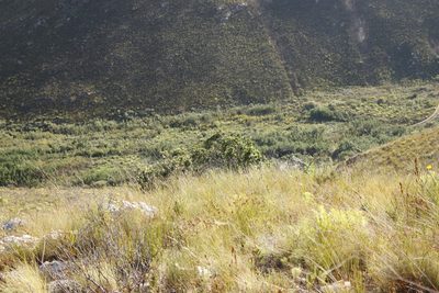 Heeria argentea, photographed by Tony Rebelo