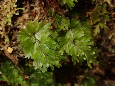 Hymenophyllum flabellatum, photographed by Saryu Mae 前 朝琉