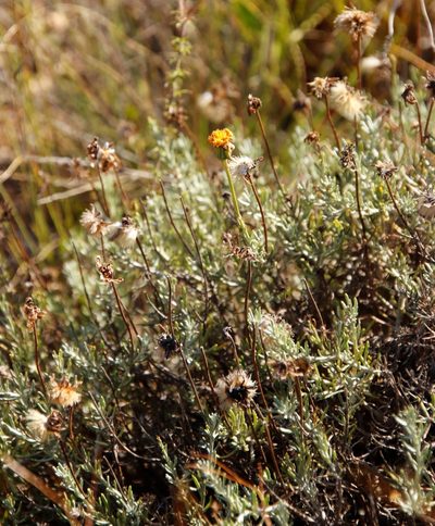 Heterolepis peduncularis, photographed by Tony Rebelo