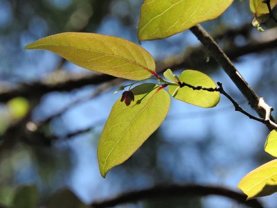 Sabia transarisanensis, photographed by Jacy Chen