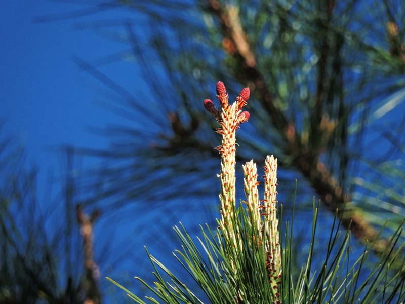 Pinus taiwanensis, photographed by Jacy Chen