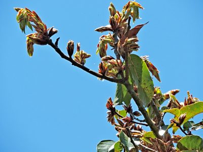 Quercus morii, photographed by Jacy Chen