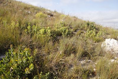 Leucospermum cuneiforme, photographed by Tony Rebelo