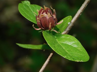 Calycanthus floridus, photographed by Michael J. Papay