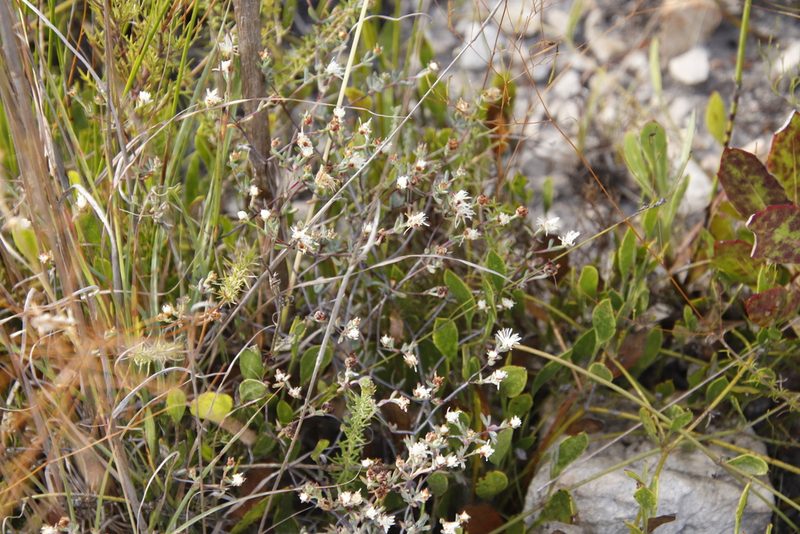 Lampranthus falcatus, photographed by Tony Rebelo