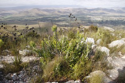 Leucospermum cuneiforme, photographed by Tony Rebelo
