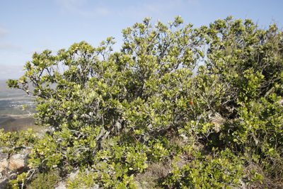 Heeria argentea, photographed by Tony Rebelo