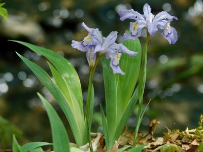 Iris cristata, photographed by Michael J. Papay