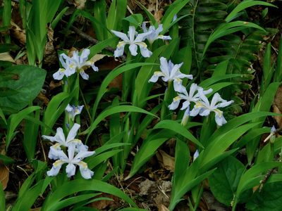 Iris cristata, photographed by Michael J. Papay