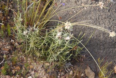 Phaenocoma prolifera, photographed by Tony Rebelo