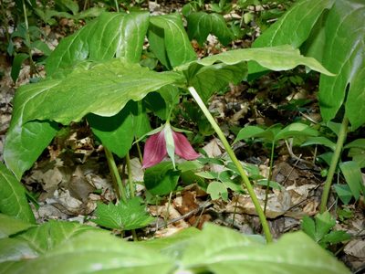 Trillium vaseyi, photographed by Michael J. Papay