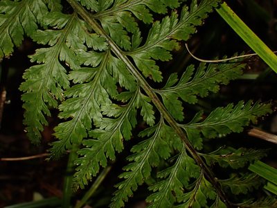 Asplenium bulbiferum, photographed by Saryu Mae 前 朝琉