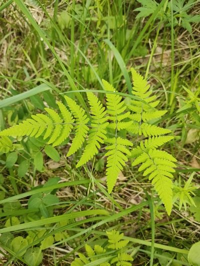 Gymnocarpium jessoense, photographed by Евгений Егорейченков