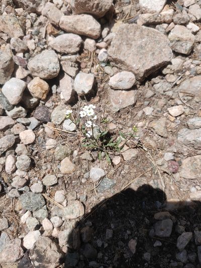Braya humilis, photographed by Евгений Егорейченков