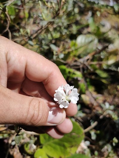 Rhododendron adamsii, photographed by Евгений Егорейченков