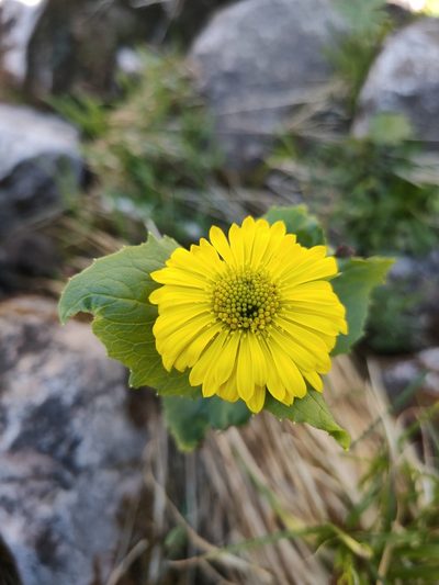 Doronicum altaicum, photographed by Евгений Егорейченков