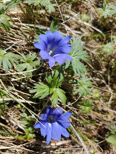 Gentiana grandiflora, photographed by Евгений Егорейченков
