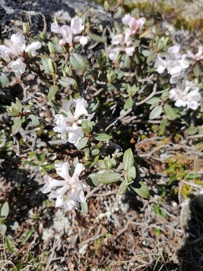 Rhododendron adamsii, photographed by Евгений Егорейченков
