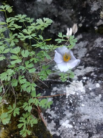 Paraquilegia microphylla, photographed by Евгений Егорейченков