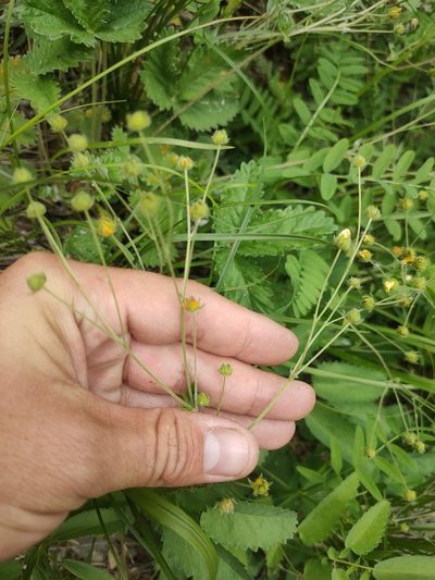Potentilla crebridens, photographed by Евгений Егорейченков